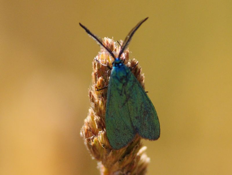 dubbio su Zigenidi ???